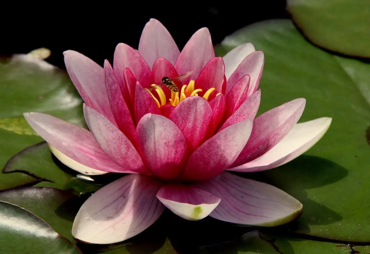 hojas de lotus encuadernadas en italia - Cómo se reproduce la flor de loto