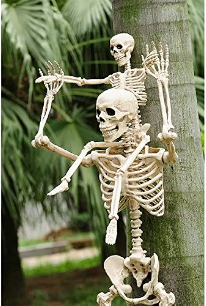encuadernado para articular esqueleto - Cómo se unen los huesos al esqueleto