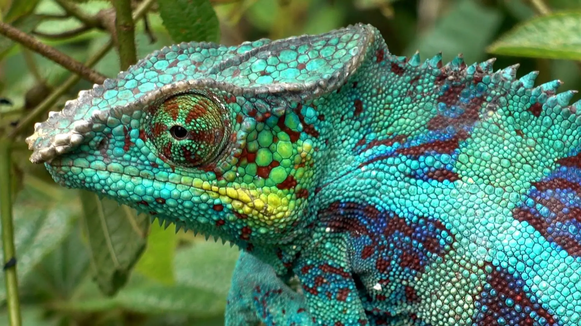 camaleon encuadernadores - Cuál es el animal que cambia de color